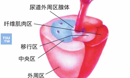 力特胶囊的作用-力特灵图片网 - 力特灵的功效与作用是什么,力特胶囊到底是什么药