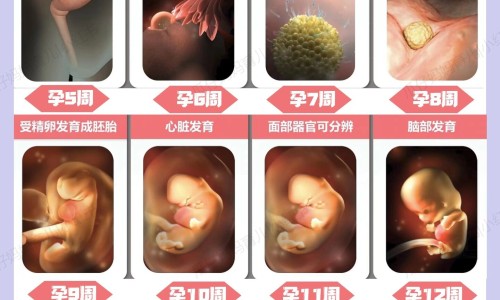 怀孕可以吃牛肝吗？怀孕吃什么比较好